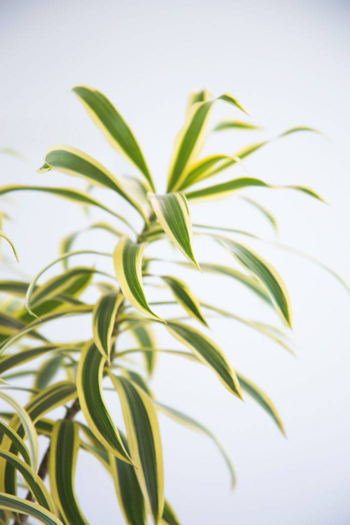 観葉植物 ドラセナ ソングオブインディア（10号鉢）｜HanaPrime