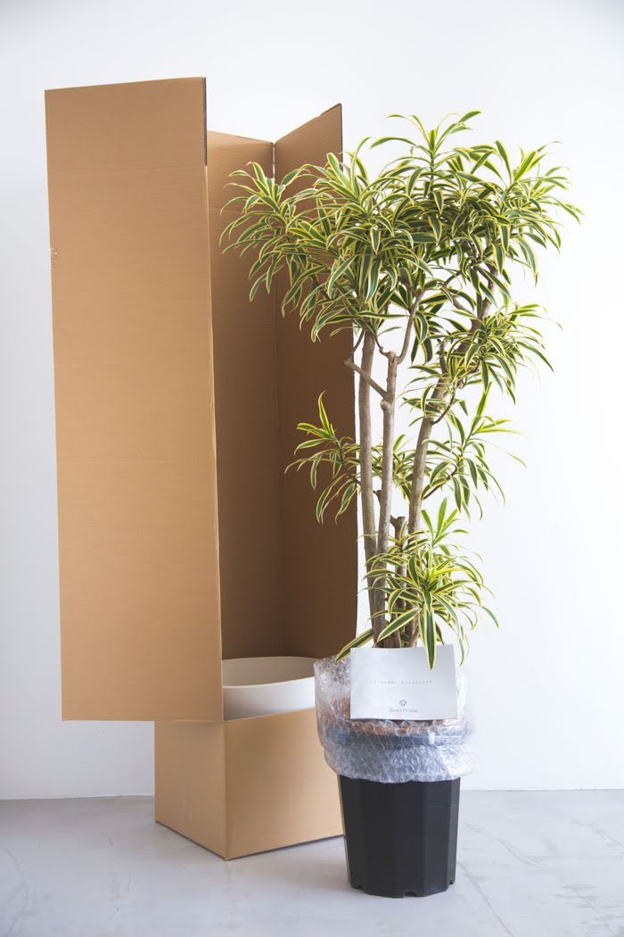観葉植物 ドラセナ ソングオブインディア（10号鉢）の写真10枚目