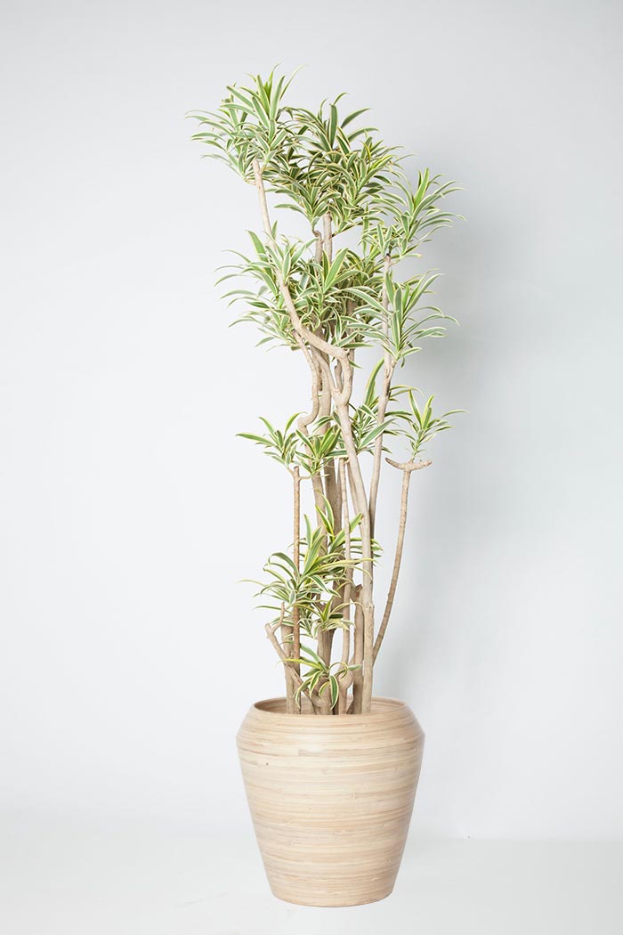 国内発送 ドラセナ ソングオブインディア 2種セット 大きめカット苗 観葉植物 植物 観葉植物 Labelians Fr