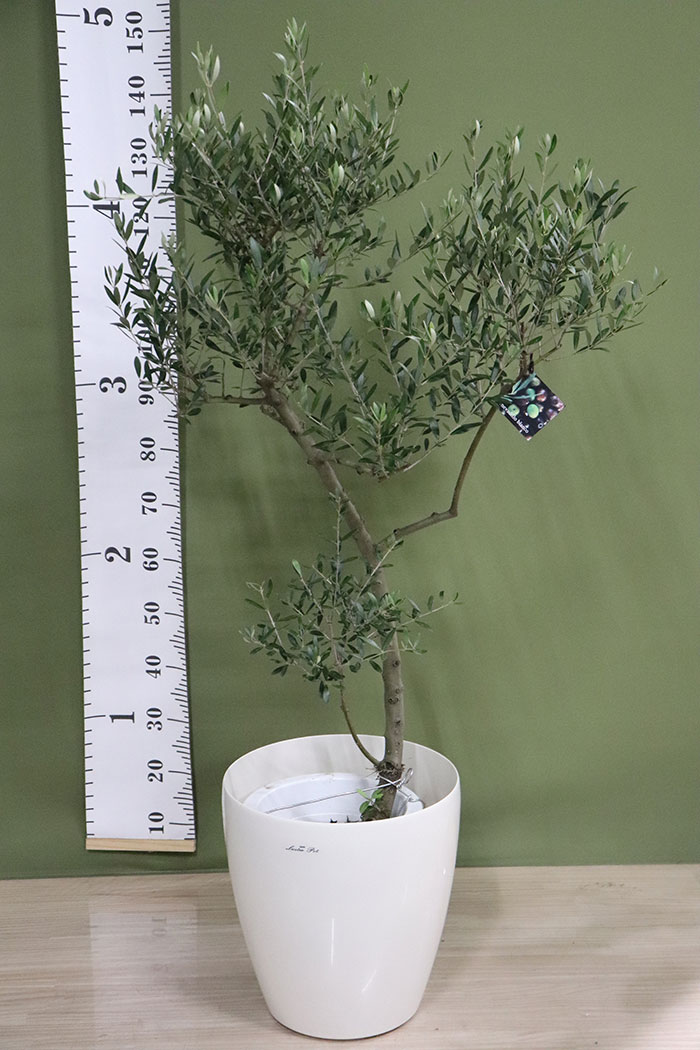 観葉植物 オリーブの木 創樹 1点物 9号鉢 2 公式 Hanaprime 花と植物のギフト通販 観葉植物 オリーブの木 創樹 1点物 9号鉢 2 公式 Hanaprime 花と植物のギフト通販