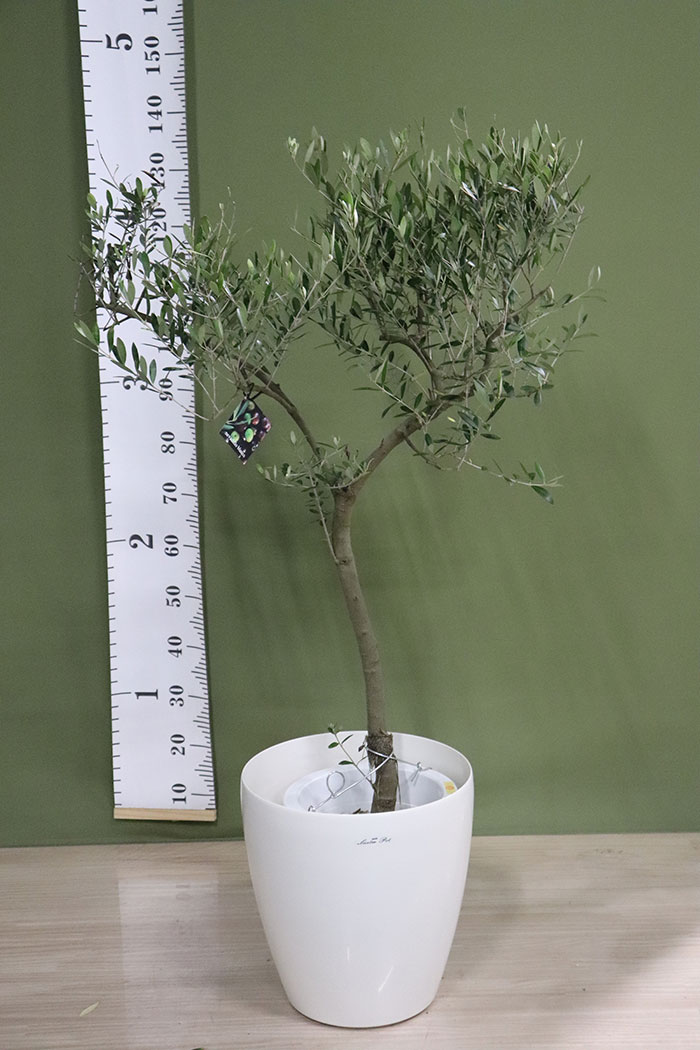 観葉植物 オリーブの木 創樹 1点物 9号鉢 13 公式 Hanaprime 花と植物のギフト通販