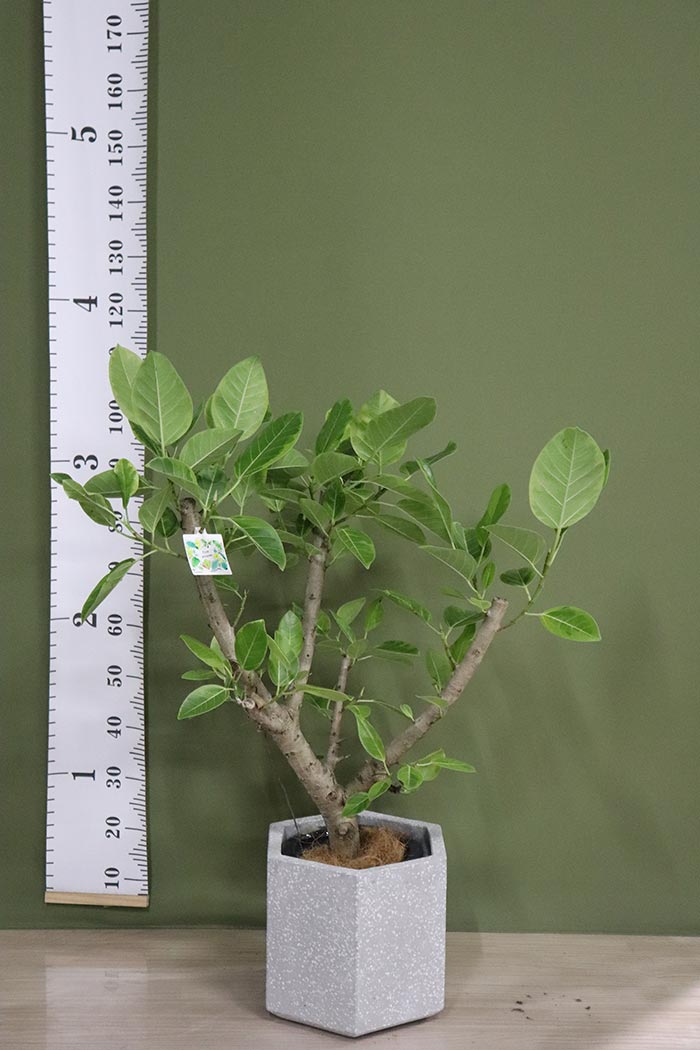 観葉植物通販 大型の種類も豊富 公式 Hanaprime 花と植物のギフト通販