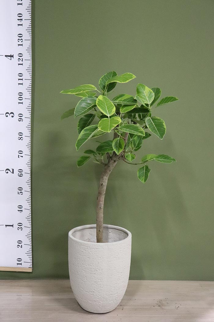 観葉植物 フィカスアルテシマ ※一点物(8号鉢)⑤