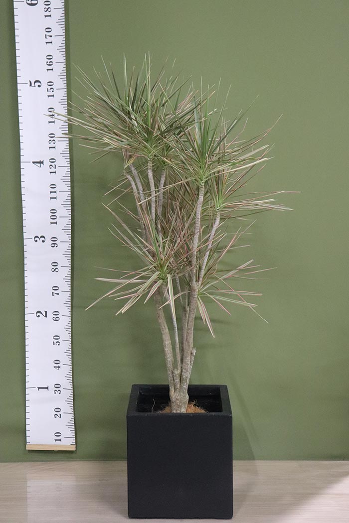 観葉植物 ドラセナコンシンネレインボー 一点物 8号鉢 公式 Hanaprime 花と植物のギフト通販