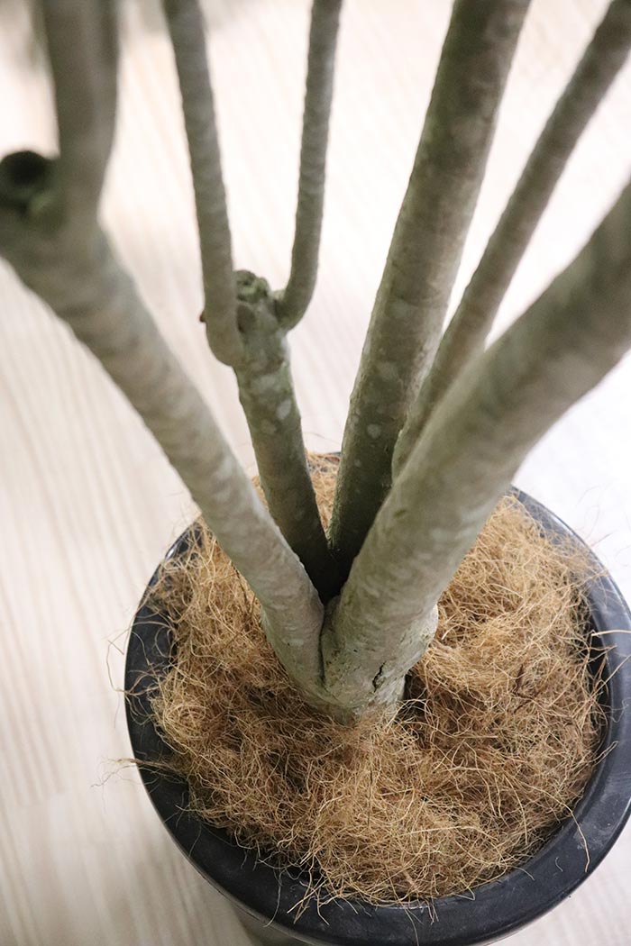 観葉植物 ドラセナコンシンネレインボー 一点物 8号鉢 公式 Hanaprime 花と植物のギフト通販 観葉植物 ドラセナコンシンネレインボー 一点物 8号鉢 公式 Hanaprime 花と植物のギフト通販