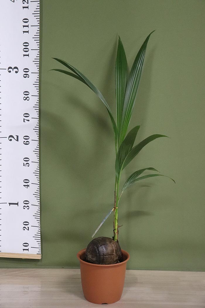 観葉植物 ココヤシ 一点物 7号鉢 公式 Hanaprime 花と植物のギフト通販 観葉植物 ココヤシ 一点物 7号鉢 公式 Hanaprime 花と植物のギフト通販