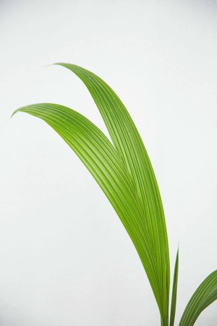 観葉植物 ココヤシ 一点物 7号鉢 公式 Hanaprime 花と植物のギフト通販