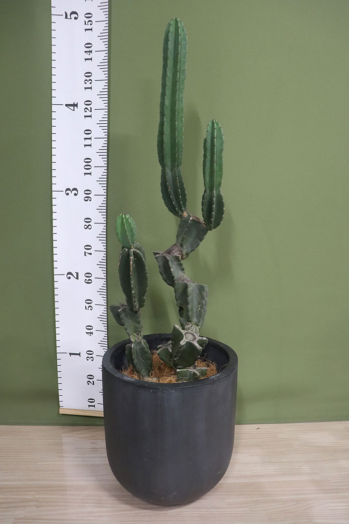 観葉植物 柱サボテン 鬼面角ブランチ 一点物 10号鉢 公式 Hanaprime 花と植物のギフト通販 観葉植物 柱サボテン 鬼面角ブランチ 一点物 10号鉢 公式 Hanaprime 花と植物のギフト通販
