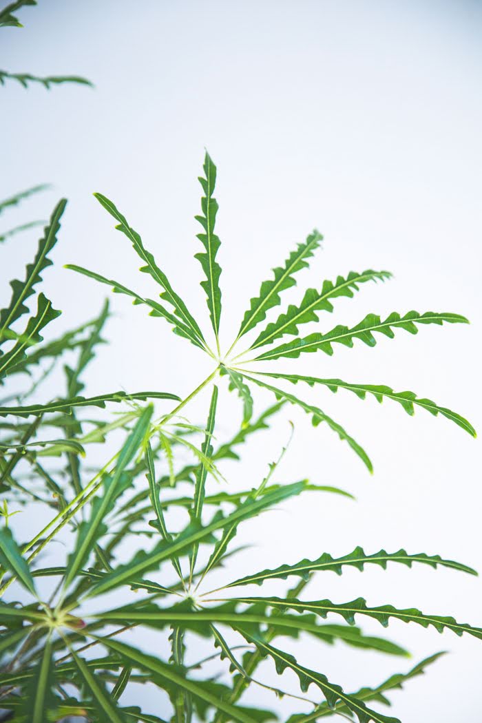 観葉植物 アラレア グリーンエレガンス（8号鉢）｜HanaPrime（ハナ