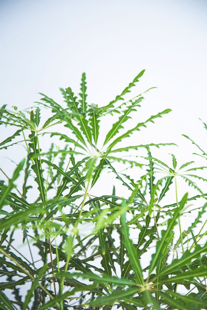 観葉植物 アラレア グリーンエレガンス（8号鉢）｜HanaPrime（ハナ