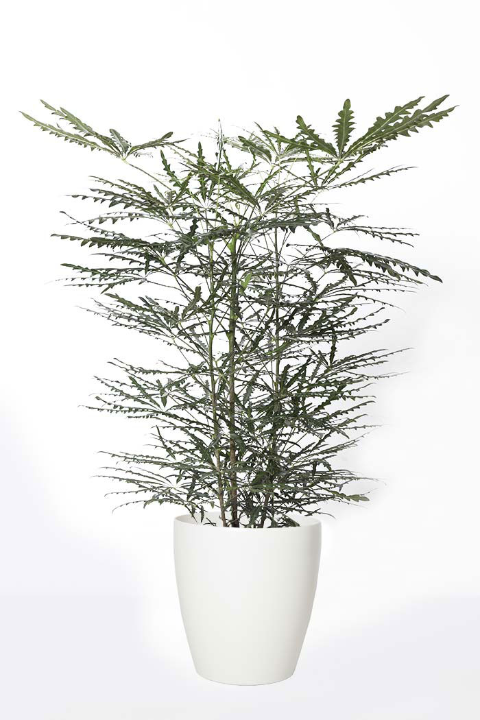 観葉植物 アラレア グリーンエレガンス 8号鉢 公式 Hanaprime 花と植物のギフト通販 観葉植物 アラレア グリーンエレガンス 8号鉢 公式 Hanaprime 花と植物のギフト通販