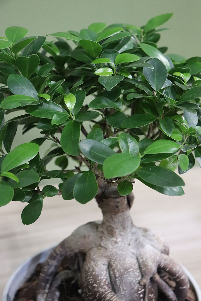 観葉植物 ガジュマル 股仕立て 一点物 8号鉢 公式 Hanaprime 花と植物のギフト通販 観葉植物 ガジュマル 股仕立て 一点物 8号鉢 公式 Hanaprime 花と植物のギフト通販