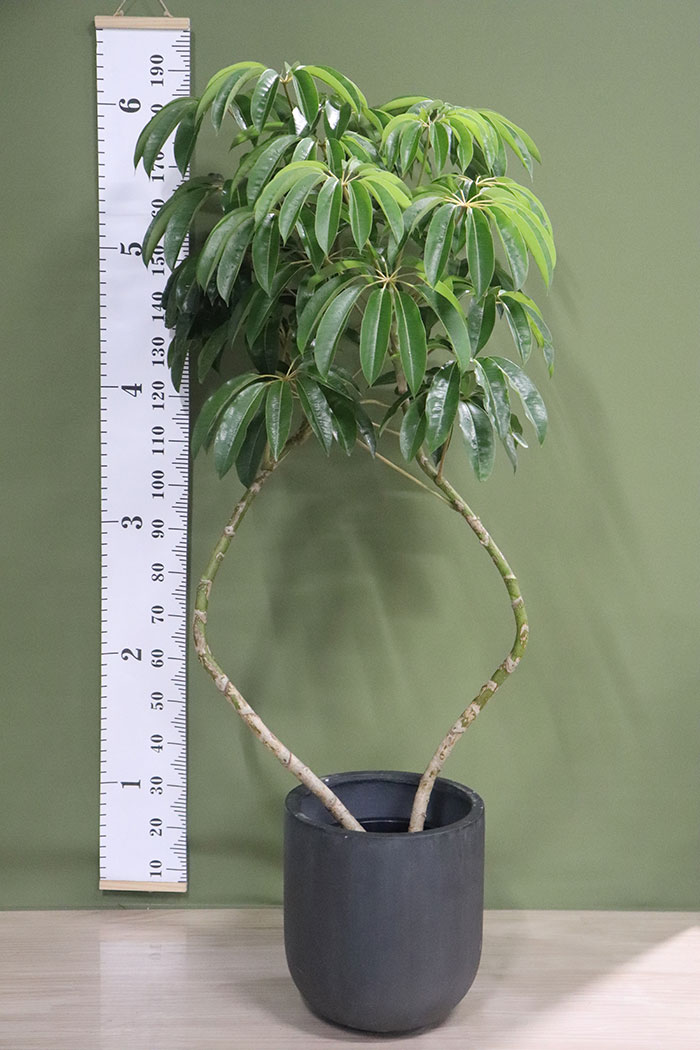 観葉植物 ツピタンサス 一点物 10号鉢 公式 Hanaprime 花と植物のギフト通販