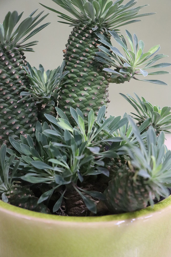 観葉植物 ソテツ麒麟 一点物 5号鉢 鉢カバー込み 公式 Hanaprime 花と植物のギフト通販 観葉植物 ソテツ麒麟 一点物 5号鉢 鉢カバー込み 公式 Hanaprime 花と植物のギフト通販