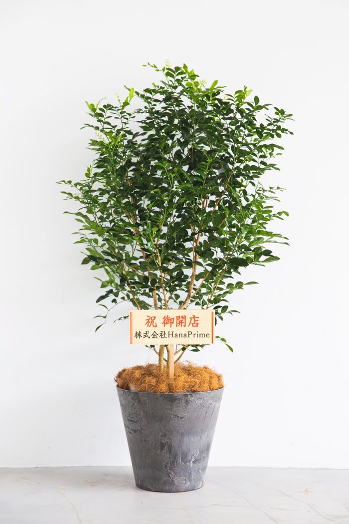 観葉植物 シルクジャスミン（8号鉢）