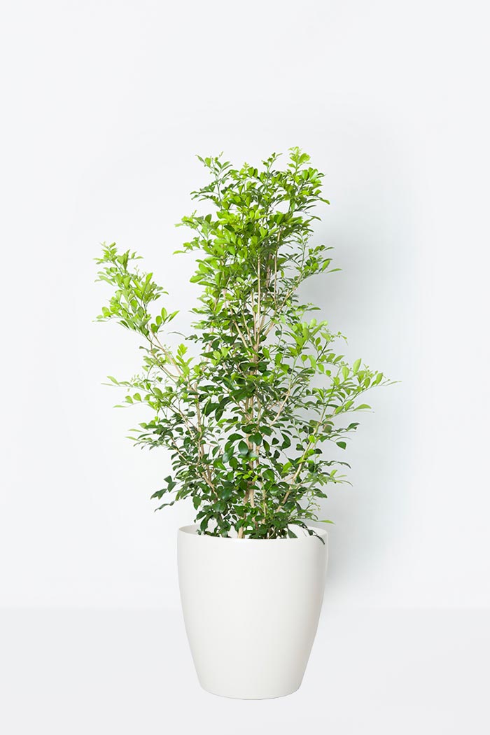 観葉植物 シルクジャスミン 8号鉢 公式 Hanaprime 花と植物のギフト通販