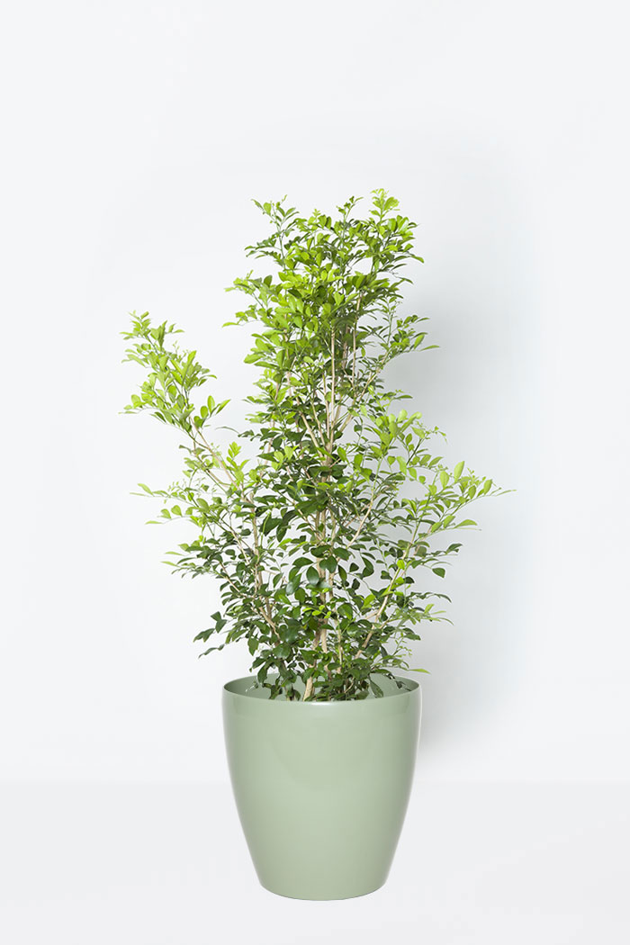 観葉植物 シルクジャスミン 8号鉢 公式 Hanaprime 花と植物のギフト通販