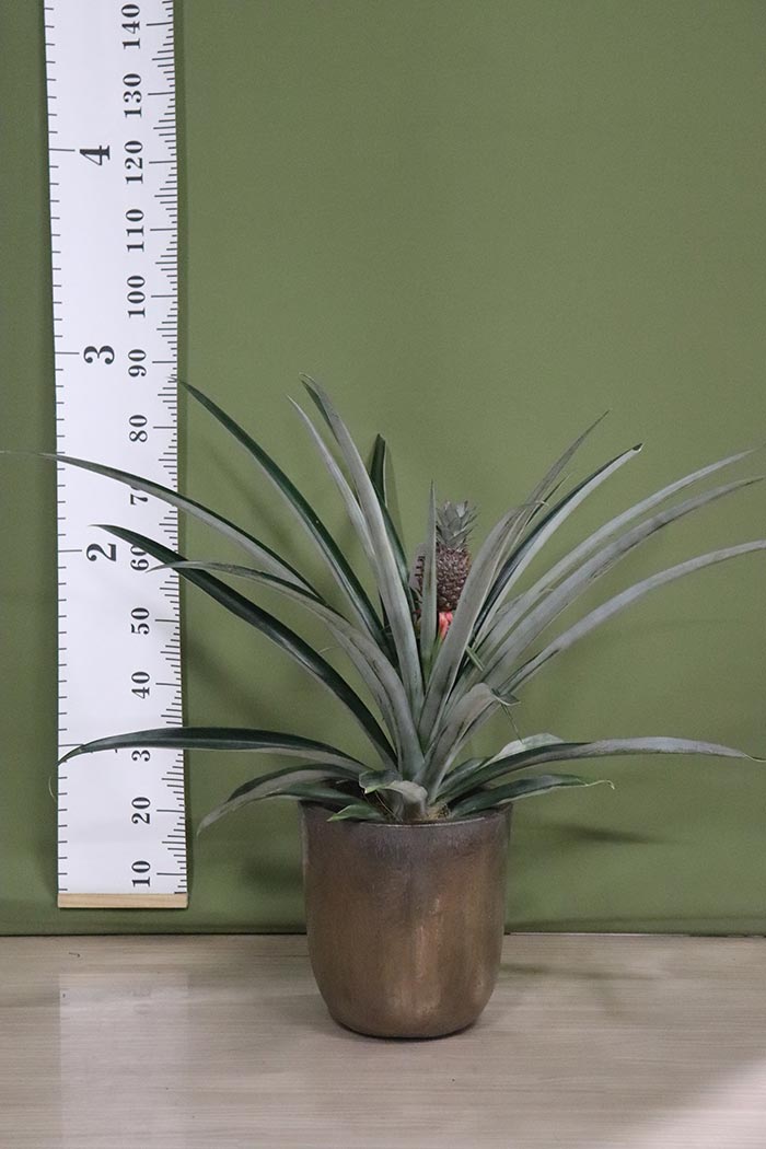 観葉植物 パイナップルの木 一点物 7号鉢 公式 Hanaprime 花と植物のギフト通販 観葉植物 パイナップルの木 一点物 7号鉢 公式 Hanaprime 花と植物のギフト通販