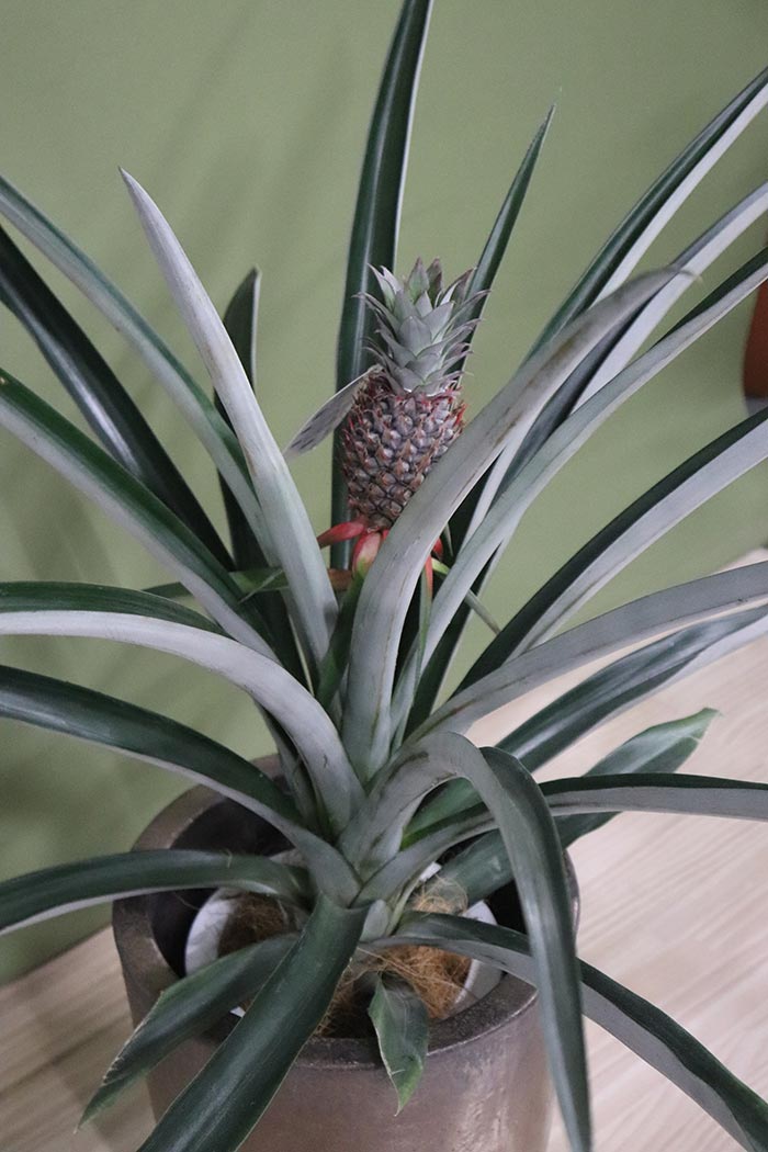 観葉植物 パイナップルの木 一点物 7号鉢 公式 Hanaprime 花と植物のギフト通販 観葉植物 パイナップルの木 一点物 7号鉢 公式 Hanaprime 花と植物のギフト通販