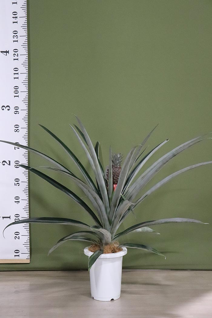 観葉植物 パイナップルの木 一点物 7号鉢 公式 Hanaprime 花と植物のギフト通販 観葉植物 パイナップルの木 一点物 7号鉢 公式 Hanaprime 花と植物のギフト通販