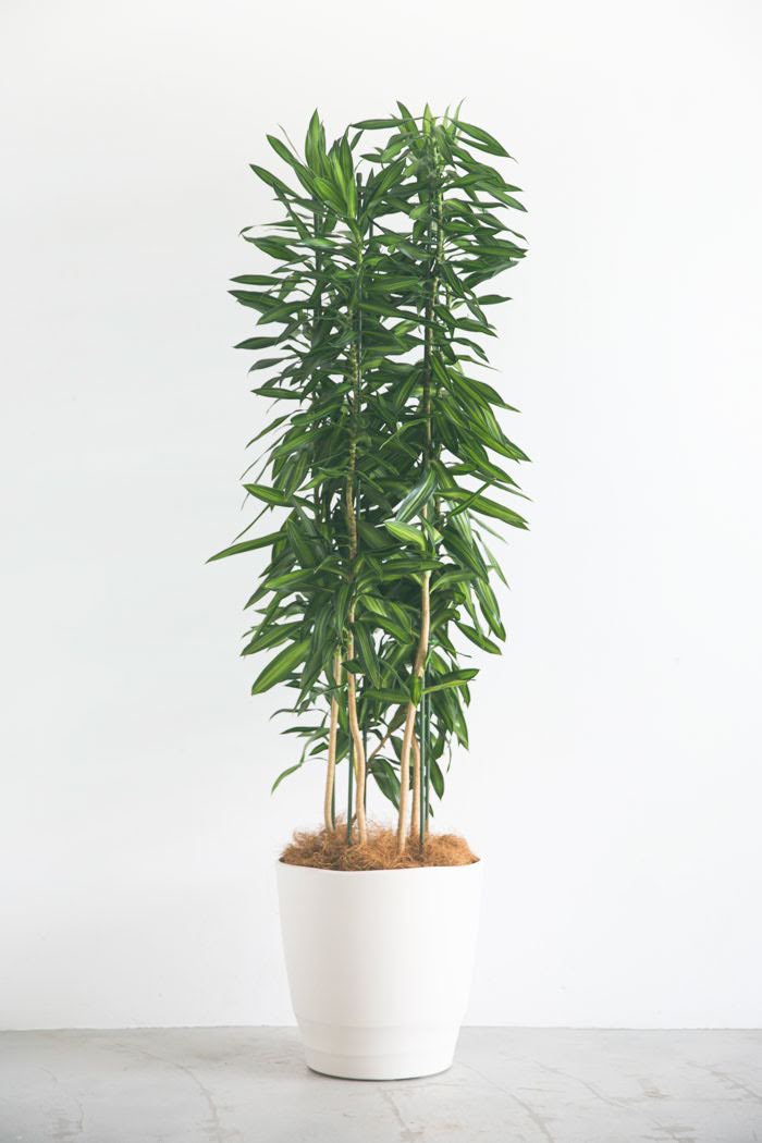 観葉植物 ドラセナ ソングオブジャマイカ 10号鉢 公式 Hanaprime 花と植物のギフト通販