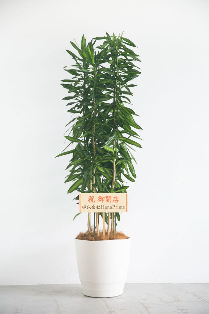 観葉植物 ドラセナ ソングオブジャマイカ（10号鉢）の写真2枚目