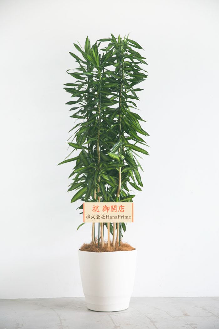 観葉植物 ドラセナソングオブジャマイカ（10号鉢）