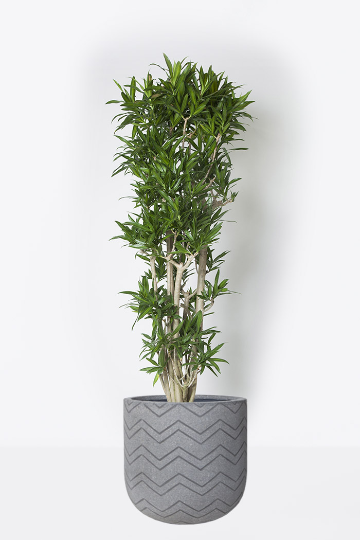 観葉植物 ドラセナ ソングオブジャマイカ 10号鉢 公式 Hanaprime 花と植物のギフト通販