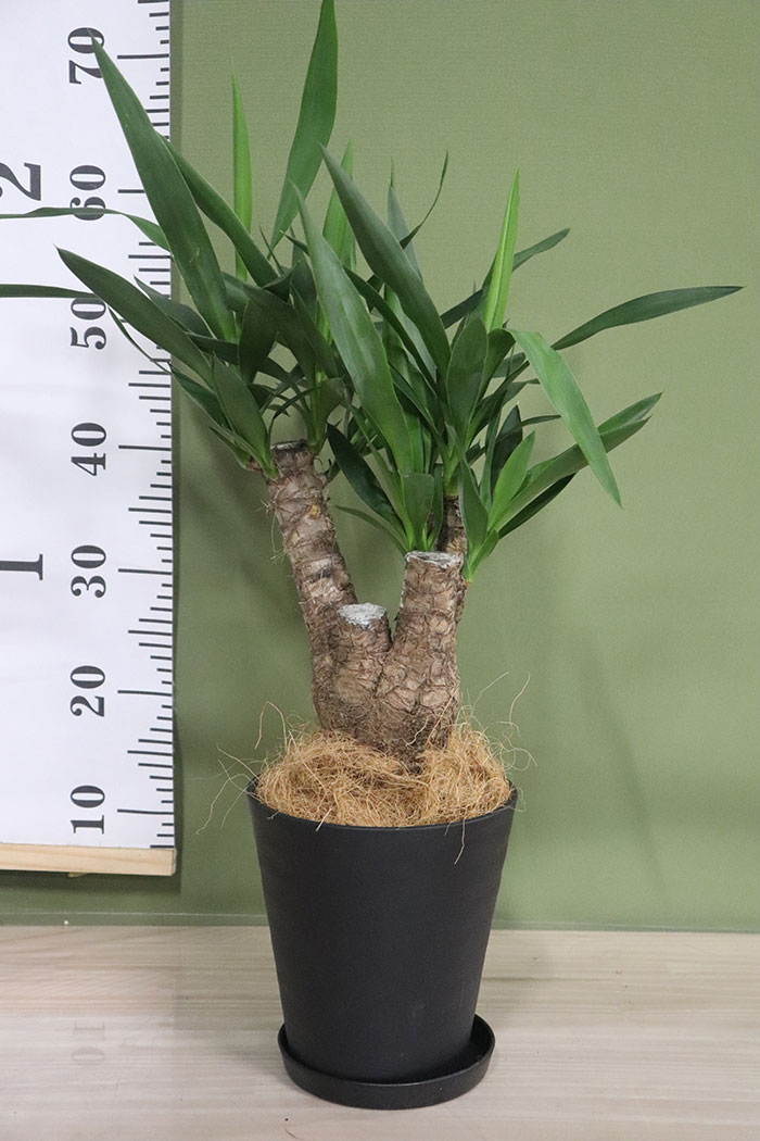 観葉植物通販 大型の種類も豊富 公式 Hanaprime 花と植物のギフト通販 観葉植物通販 大型の種類も豊富 公式 Hanaprime 花と植物のギフト通販