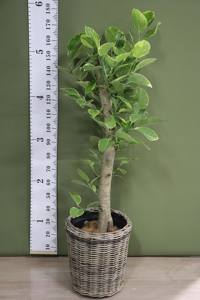 観葉植物 フィカスアルテシマ 10号鉢 一点物 公式 Hanaprime 花と植物のギフト通販