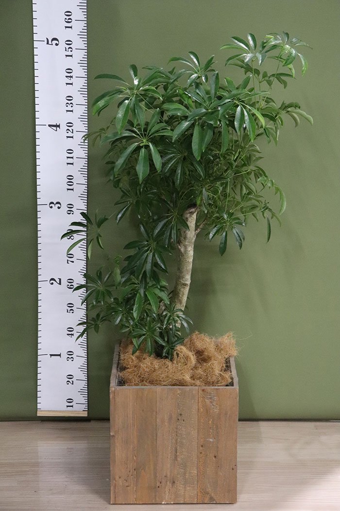 観葉植物 シェフレラ 8号鉢 一点物 鉢カバー込み 公式 Hanaprime 花と植物のギフト通販 観葉植物 シェフレラ 8号鉢 一点物 鉢カバー込み 公式 Hanaprime 花と植物のギフト通販