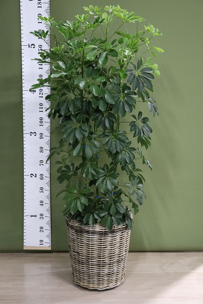観葉植物 ホンコンカポック 10号鉢 一点物 公式 Hanaprime 花と植物のギフト通販