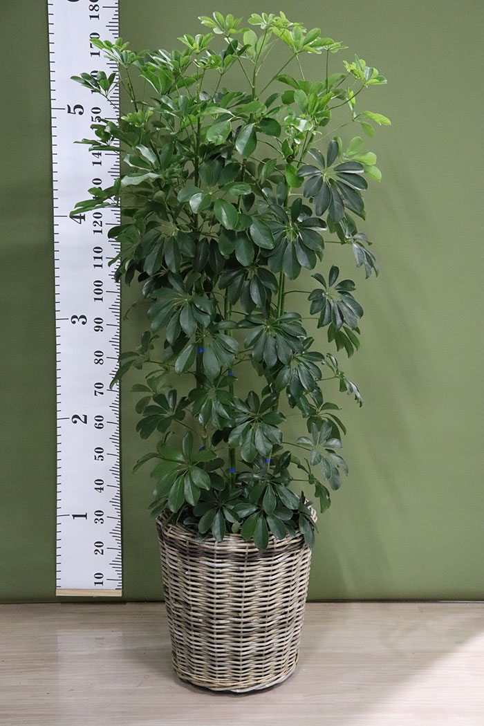 観葉植物 ホンコンカポック 10号鉢 一点物 公式 Hanaprime 花と植物のギフト通販 観葉植物 ホンコンカポック 10号鉢 一点物 公式 Hanaprime 花と植物のギフト通販