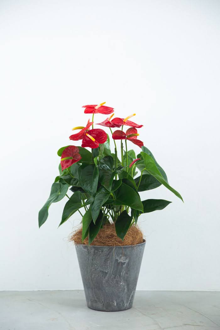 観葉植物 アンスリウム 8号鉢 公式 Hanaprime 花と植物のギフト通販