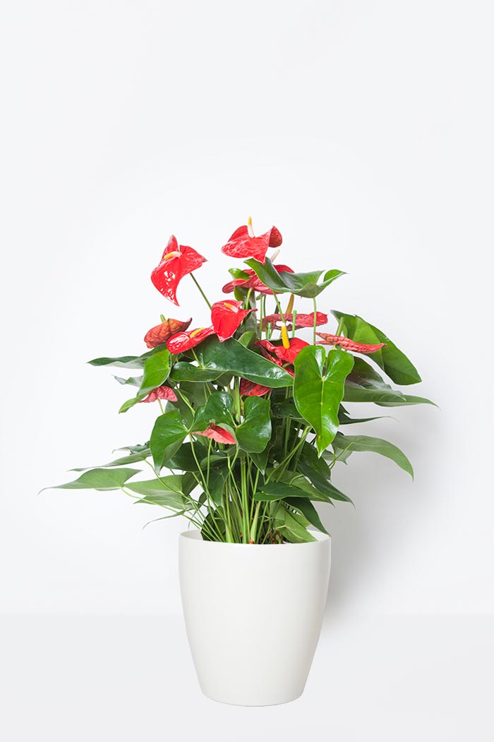 観葉植物 アンスリウム 8号鉢 公式 Hanaprime 花と植物のギフト通販