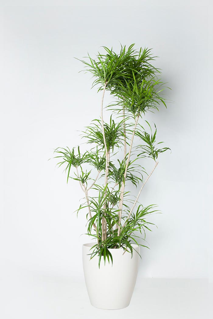 オフィスにおすすめの観葉植物一覧 Hanaprime