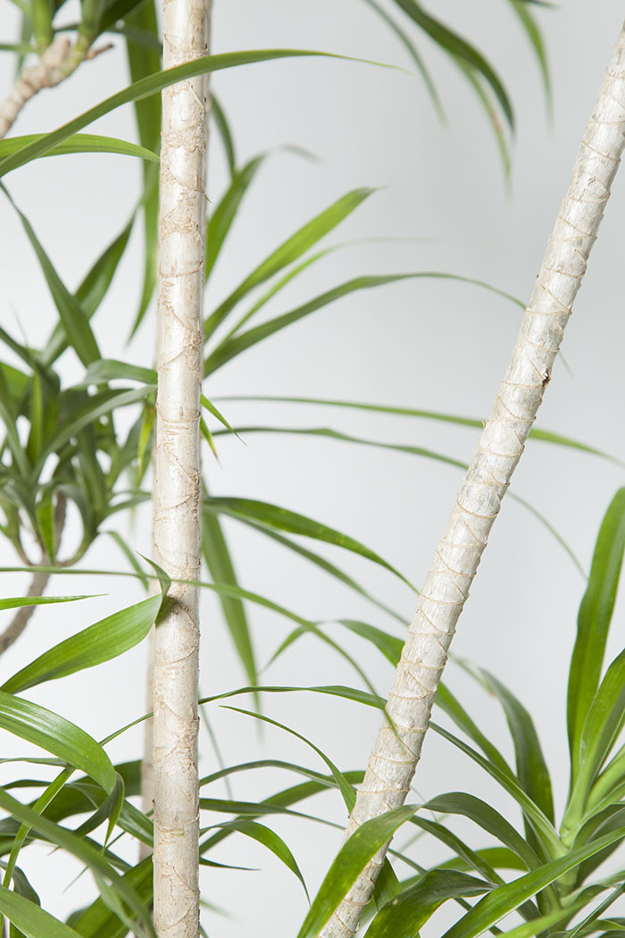 観葉植物 ドラセナ リフレクサ 10号鉢 公式 Hanaprime 花と植物のギフト通販 観葉植物 ドラセナ リフレクサ 10号鉢 公式 Hanaprime 花と植物のギフト通販