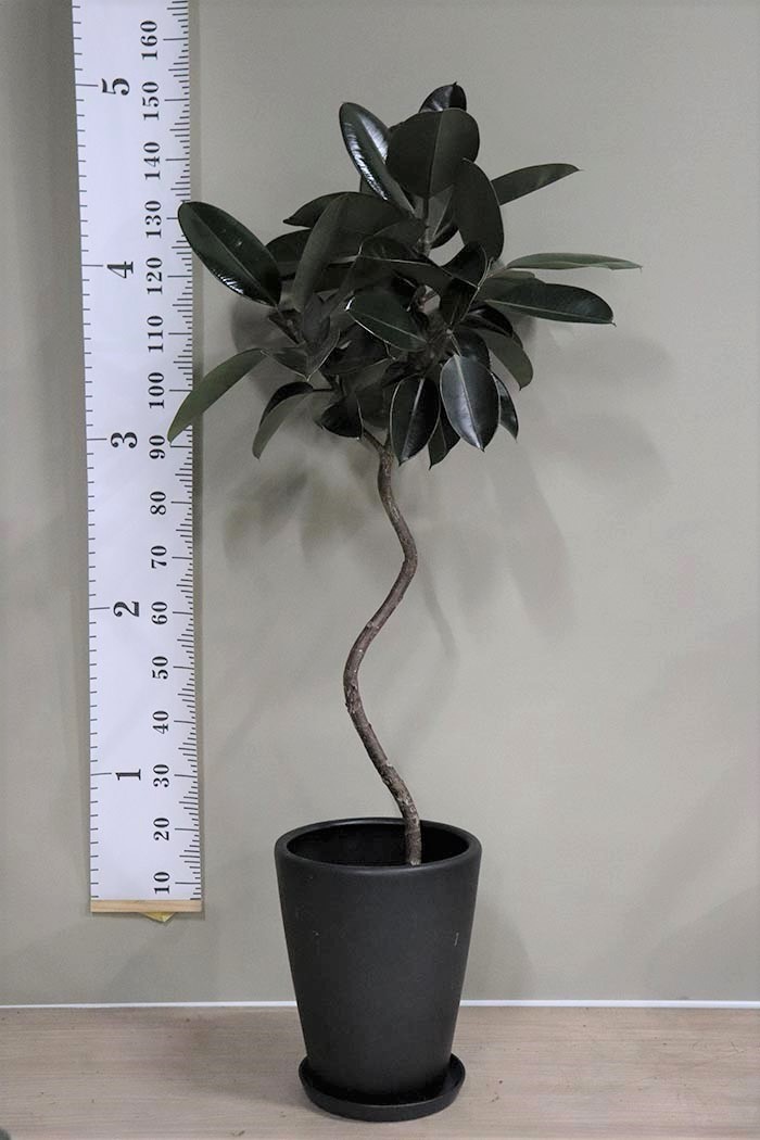 観葉植物通販 大型の種類も豊富 公式 Hanaprime 花と植物のギフト通販 観葉植物通販 大型の種類も豊富 公式 Hanaprime 花と植物のギフト通販