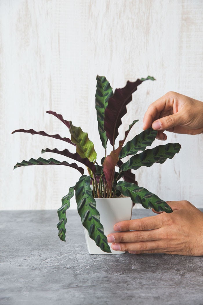 観葉植物 カラテア ランキフォリア 4号鉢 公式 Hanaprime 花と植物のギフト通販