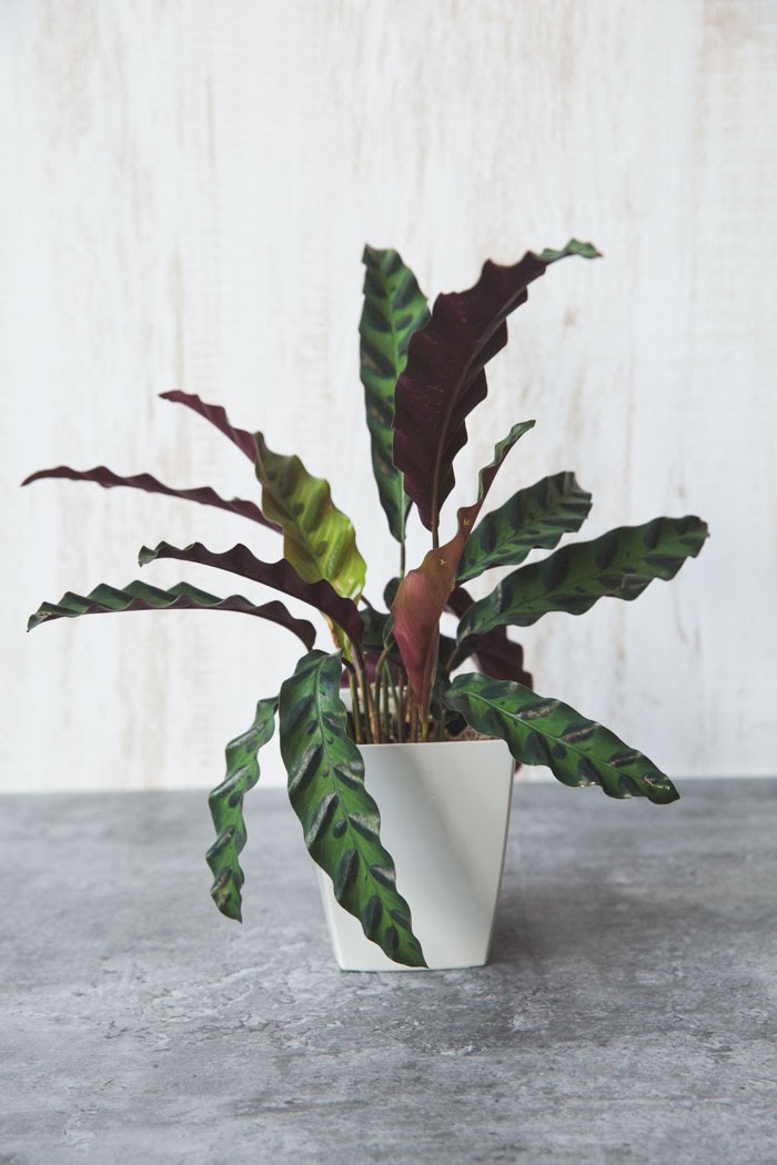 観葉植物 カラテア ランキフォリア 4号鉢 公式 Hanaprime 花と植物のギフト通販