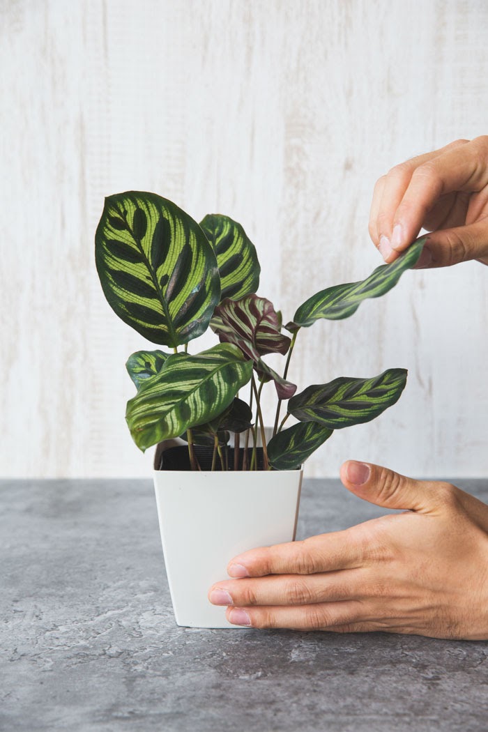 観葉植物 カラテア マコヤナ 4号鉢 公式 Hanaprime 花と植物のギフト通販