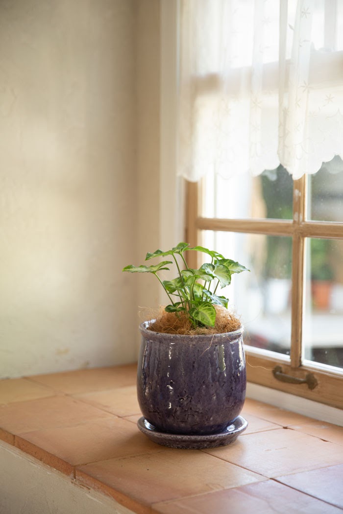 観葉植物 シンゴニウム(4号鉢)