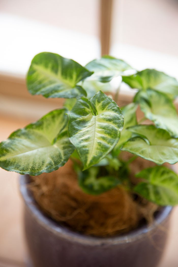 観葉植物 シンゴニウム 4号鉢 公式 Hanaprime 花と植物のギフト通販