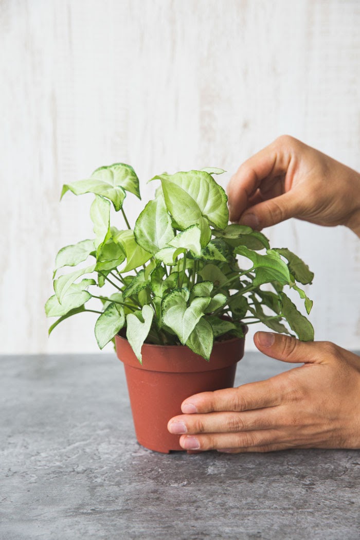 4号鉢の観葉植物から探す 公式 Hanaprime 花と植物のギフト通販