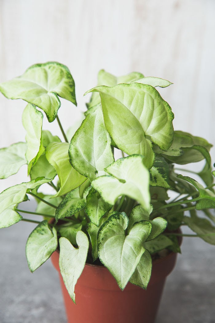 観葉植物 シンゴニウム ホワイトバタフライ 4号鉢 公式 Hanaprime 花と植物のギフト通販 観葉植物 シンゴニウム ホワイトバタフライ 4号鉢 公式 Hanaprime 花と植物のギフト通販