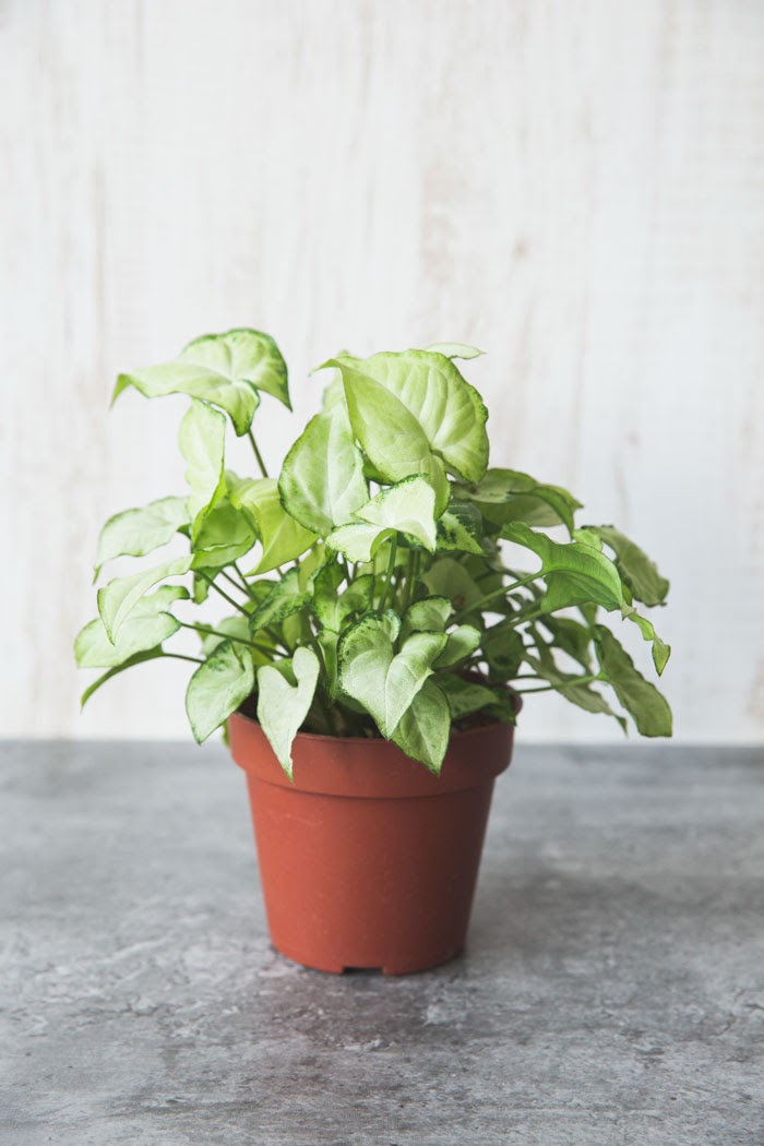 観葉植物 シンゴニウム ホワイトバタフライ 4号鉢 公式 Hanaprime 花と植物のギフト通販 観葉植物 シンゴニウム ホワイトバタフライ 4号鉢 公式 Hanaprime 花と植物のギフト通販