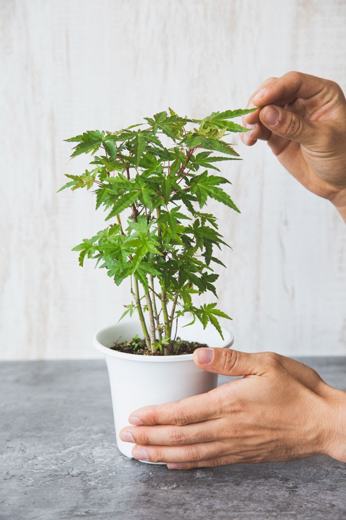 観葉植物 イロハモミジ(4号鉢)