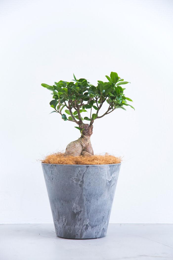 観葉植物 ガジュマル（6号鉢）