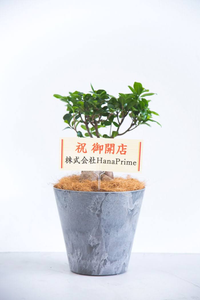 観葉植物 ガジュマル（6号鉢）