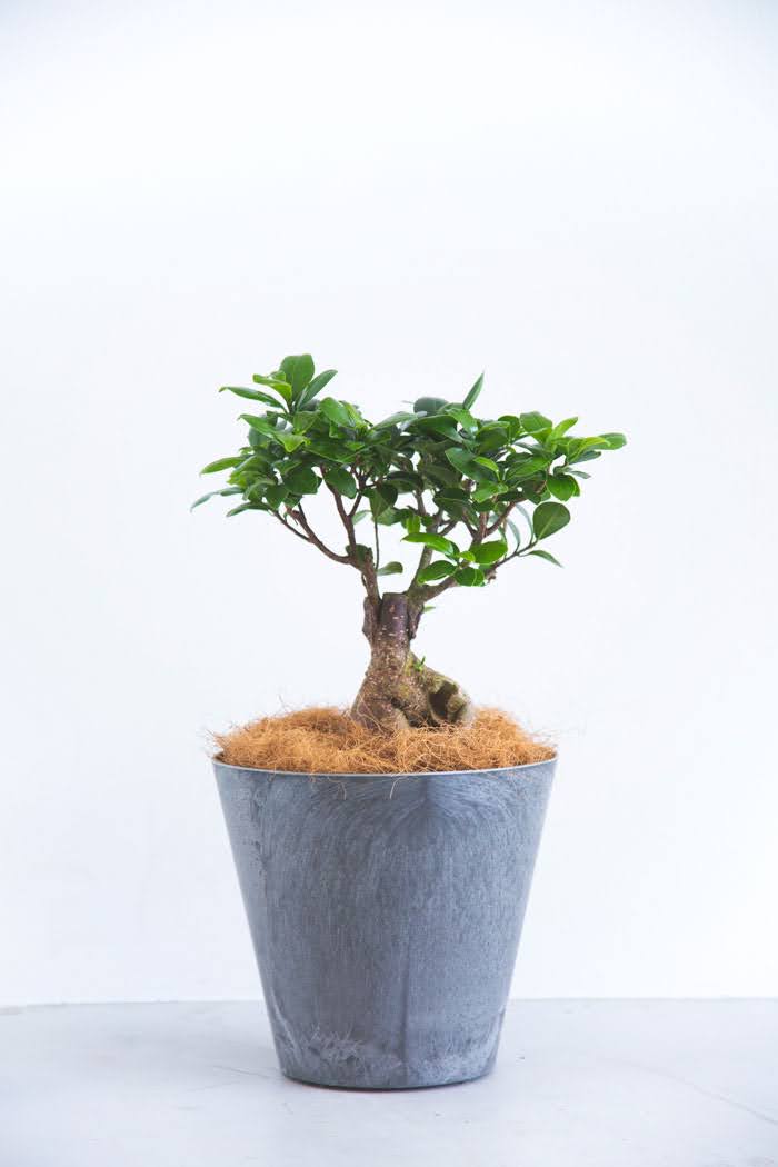 観葉植物 ガジュマル（6号鉢）の写真3枚目